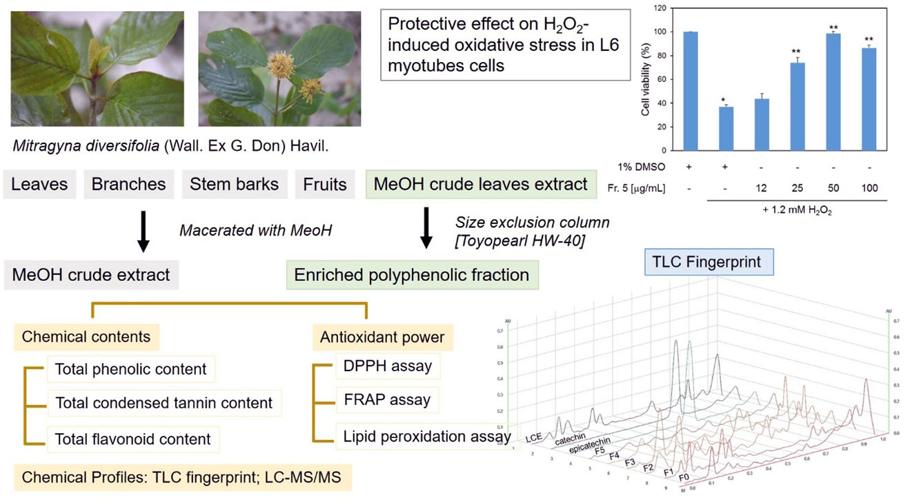 Graphical Abstract